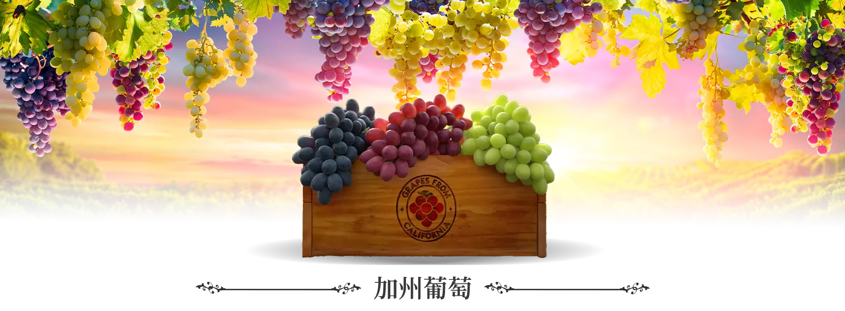 美國加州葡萄